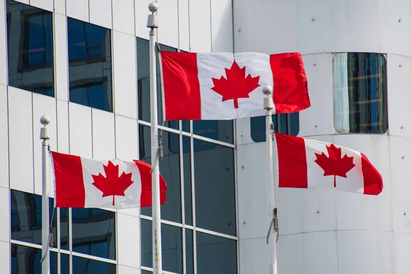 A picture of Canadian flags waving on the wind.   Vancouver BC Canada