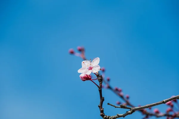 A closeup of cherry plum blossom in the springtime.       Vancouver BC Canada