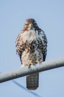 Işık direğine tüneyen bir Kızıl Kuyruklu Şahin resmi. Vancouver Bc Kanada