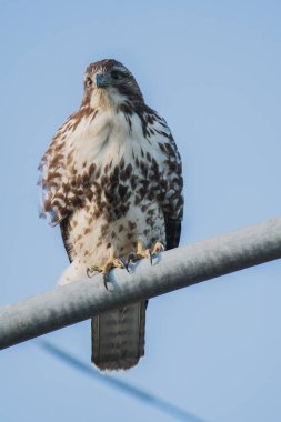 Işık direğine tüneyen bir Kızıl Kuyruklu Şahin resmi. Vancouver Bc Kanada