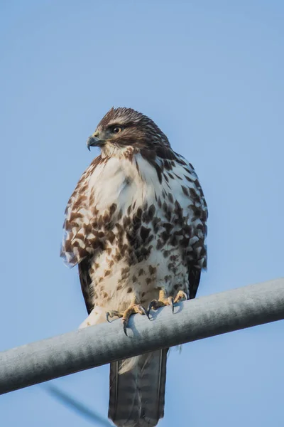 Picture Red Tailed Hawk Perching Lighting Pole Vancouver Canada — Stock Photo, Image