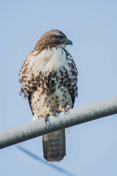 Picture Red Tailed Hawk Perching Lighting Pole Vancouver Canada — Stock fotografie