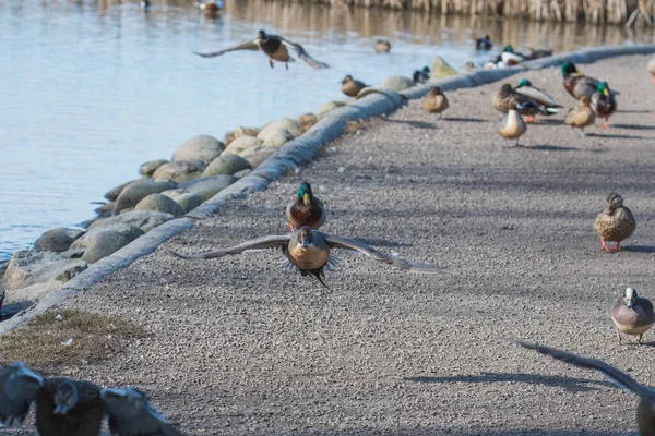 Canard Nordique Mâle Qui Est Vol Sur Point Atterrir Vancouver — Photo