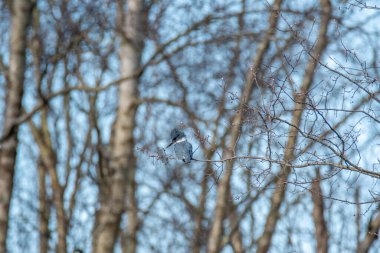 A picture of a belted kingfisher perching on the branch.   Vancouver BC Canada