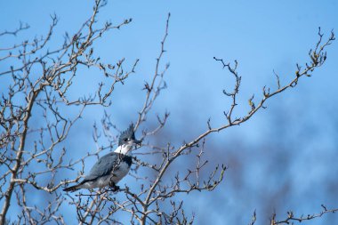 Dalın üzerine tüneyen bantlı bir balıkçının resmi. Vancouver BC Kanada