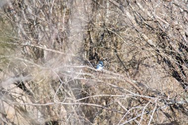 A picture of a belted kingfisher perching on the branch.   Vancouver BC Canada