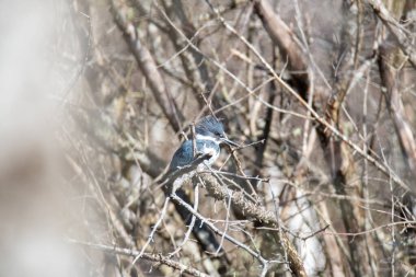 A picture of a belted kingfisher perching on the branch.   Vancouver BC Canada