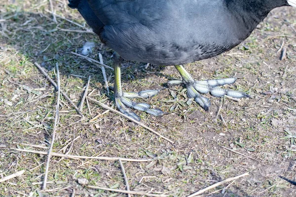 Closeup American Coot Feet Vancouver Canada — Stock Photo, Image