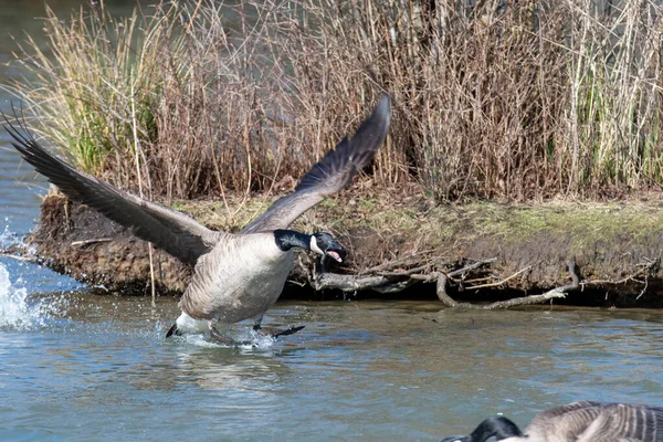 Een Foto Van Canada Gans Landend Naar Het Meer Vancouver — Stockfoto