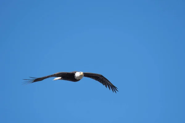 Ein Bild Eines Weißkopfseeadlers Der Durch Die Luft Fliegt Delta — Stockfoto