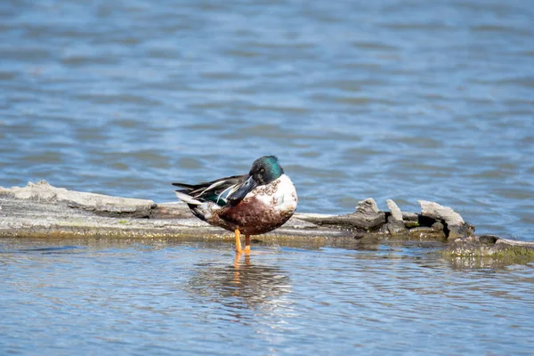 Picture Male Northern Shoveler Standing Shallow Water Vancouver Canada — Stock Photo, Image