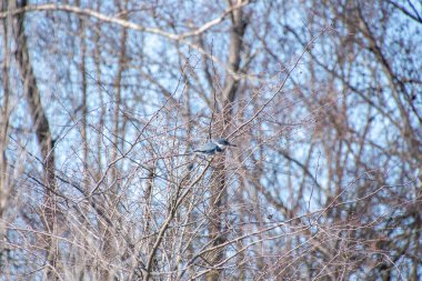 A picture of a belted kingfisher perching on the branch.   Vancouver BC Canada
