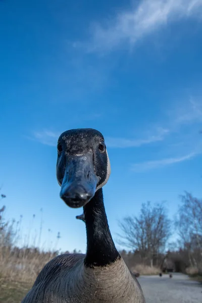 Canada Goose Looking Camera Lens Vancouver Canada — Stock Photo, Image