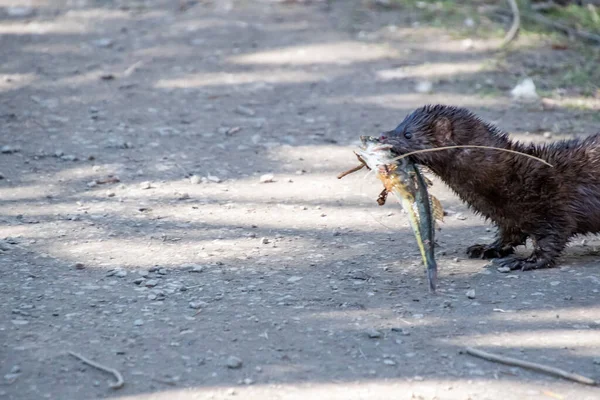 Amerikansk Mink Som Tar Sin Fångst Tillbaka Till Sitt Vancouver — Stockfoto