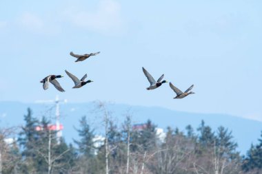 Havada uçan bir yaban ördeği sürüsü. Vancouver BC Kanada
