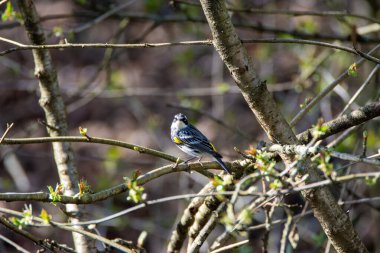 Dala tüneyen sarı popolu bir Warbler resmi. Vancouver BC Kanada