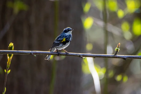 Bild Yellow Rumped Warbler Sittande Grenen Vancouver Kanada — Stockfoto