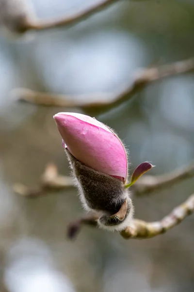 Весной Бутон Розовой Магнолии Ванкувер — стоковое фото