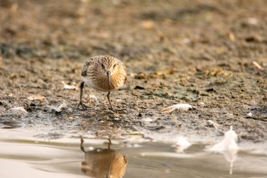 Kıyıda yürüyen bir Baird 'in çulluğunun resmi. Vancouver BC Kanada