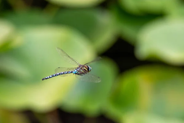 Picture Paddle Tailed Darner Hovering Air Vancouver Canada — Stock Photo, Image