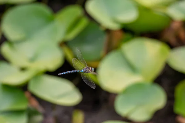 Une Photo Darner Queue Pagayée Planant Dans Les Airs Vancouver — Photo