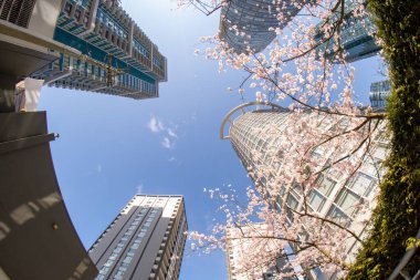 Balık gözü merceği kullanarak kiraz çiçeklerine ve yüksek binalara bakıyorum. Vancouver BC Kanada