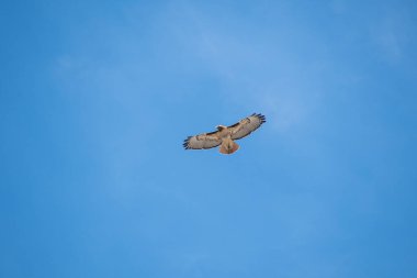 Gökyüzünde uçan kızıl kuyruklu bir şahin. Vancouver BC Kanada