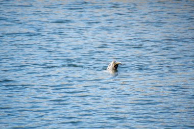 Büyük bir balığı yutmaya çalışan bir fok resmi. Vancouver BC Kanada 