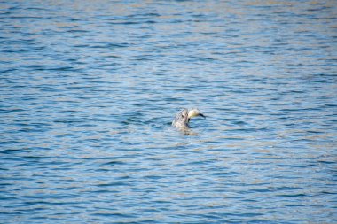 Büyük bir balığı kurt gibi yemeye çalışan bir fok resmi. Vancouver BC Kanada 