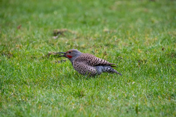 Picture Northern Flicker Eating Worm Vancouver Canada — Stock Photo, Image