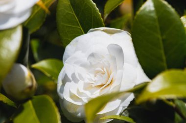 Bahçede açan beyaz kamelya çiçeğinin yakın çekimi. Vancouver BC Kanada
