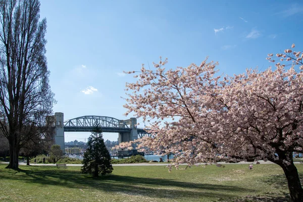 Kersenbloesems Volle Bloei Met Burrard Brug Als Achtergrond Vancouver Canada — Stockfoto