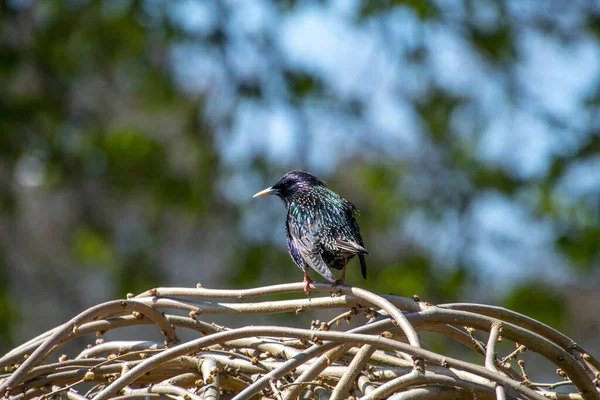 Picture European Starling Perching Branch Vancouver Canada — Stock Photo, Image