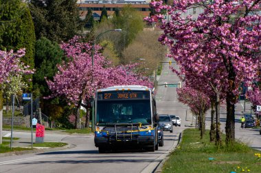 COVID-19 salgını sırasında çalışan neredeyse boş bir aktarım otobüsü. Vancouver BC Kanada 18 Nisan 2020