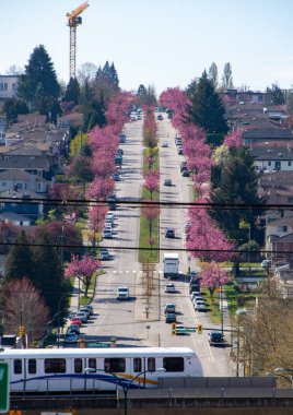 Vancouver 'da dik bir yamaçta Kanzan kiraz çiçekleri açıyor. Vancouver BC Kanada 