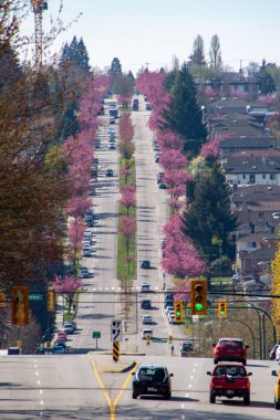 Vancouver 'da dik bir yamaçta Kanzan kiraz çiçekleri açıyor. Vancouver BC Kanada 