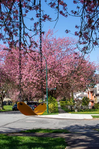 Columpio Una Calle Con Muchas Flores Cerezo Vancouver Canada —  Fotos de Stock