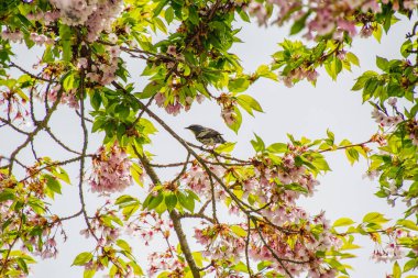 Kiraz çiçekleriyle çevrili bir dala tünemiş sarı popolu bir bülbül resmi. Vancouver BC Kanada