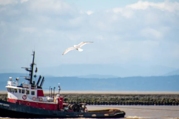 Una Gaviota Voladora Bote Fondo Richmond Canadá — Foto de Stock