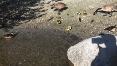 Kaz ailesinin yerdeki yiyecekleri yediği bir film. Vancouver BC Kanada