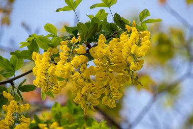 Mavi gökyüzünde açan altın bir zincirin resmi. Vancouver BC Kanada