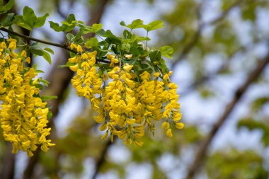 Her zamankinden daha erken açan altın bir zincir resmi. Vancouver BC Kanada