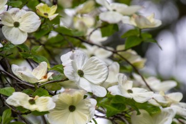Bahçede çiçek açan bir kızılcık ağacının resmi. Vancouver BC Kanada 