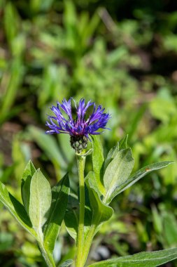 Bahçede açan bir Centaurea Montana resmi. Vancouver BC Kanada