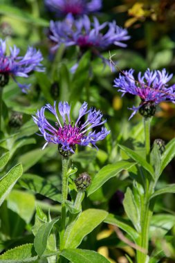 Bahçede açan bir Centaurea Montanas resmi. Vancouver BC Kanada