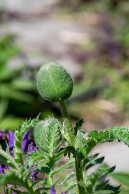 Papaver tomurcuğunun yakın çekimi. Vancouver BC Kanada