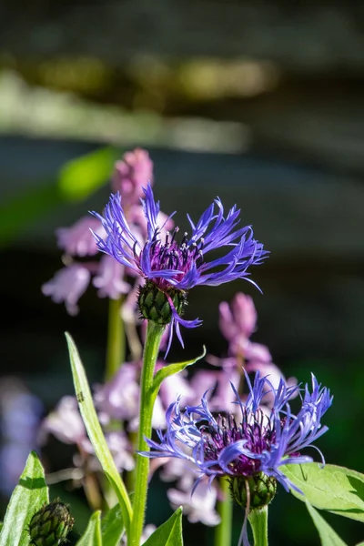 Picture Some Centaurea Montanas Blooming Garden Vancouver Canada — Stock Photo, Image