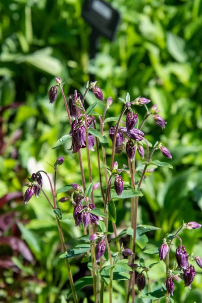 Some Buds Aquilegia Vancouver Canada — Stock Photo, Image