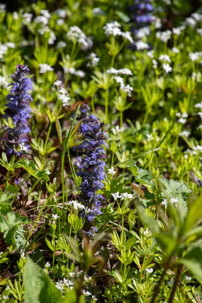 Picture Some Ajuga Blooming Garden Vancouver Canada — Stock Photo, Image