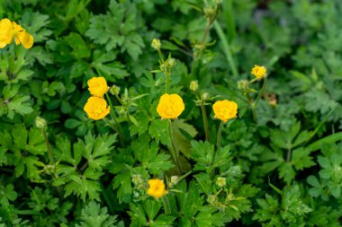 A picture of some Ranunculus bulbosus blooming in the field.     Vancouver BC Canada clipart